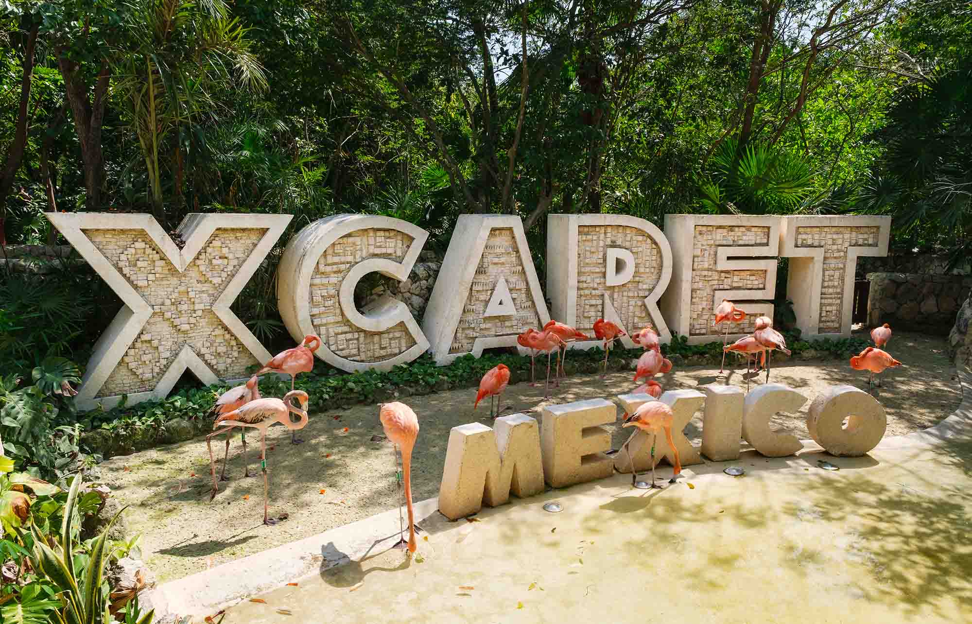 Pink flamingos wading through the Xcaret lagoon at sunrise